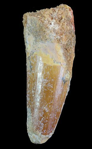 Spinosaurus Tooth - Real Dinosaur Tooth #72258